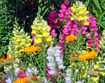 Fairy Bouquet Mixed Snapdragon Seeds - Beautiful Flowers - Multiple Quantities