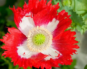 Danish Flag Poppy Seeds - 1,000 or 10,000