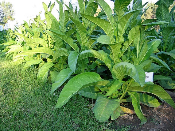 how to grow tobacco in ohio 1000 Ohio Dutch Tobacco Seeds - Nicotiana Tabacum - Cigar or Pipe Tobacco