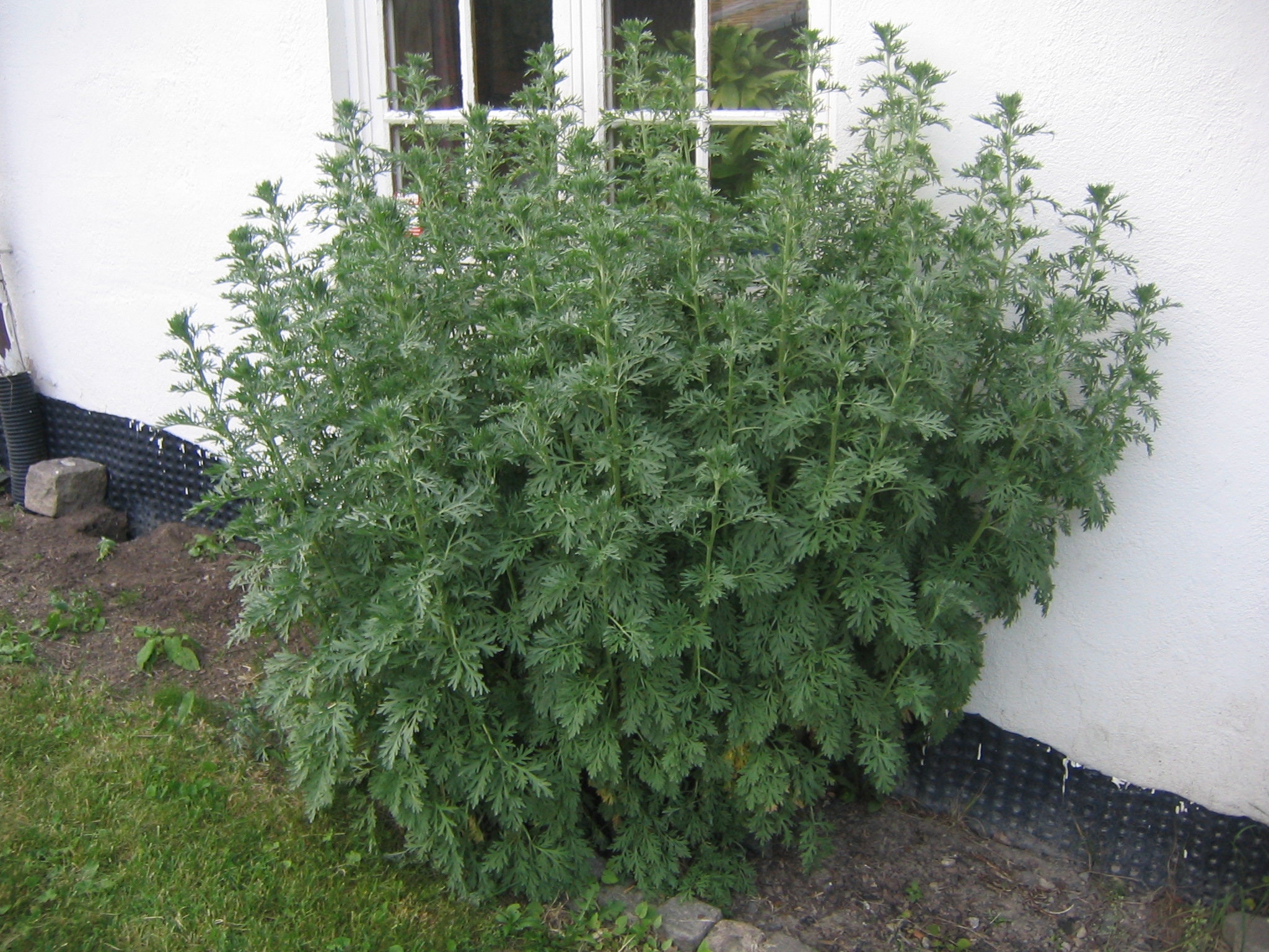 500 Artemisia Absinthium Seeds Absinthe Wormwood Herb Etsy Canada