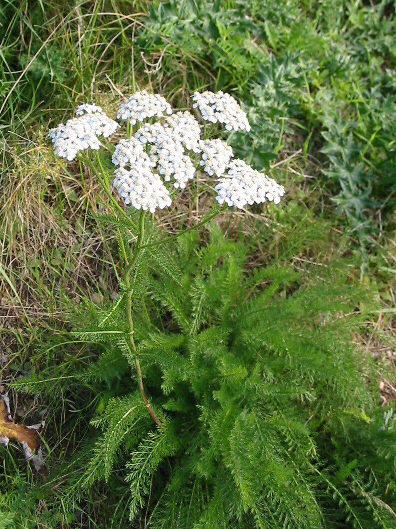 White Yarrow Seeds Achillea Millefolium Medicinal | Etsy