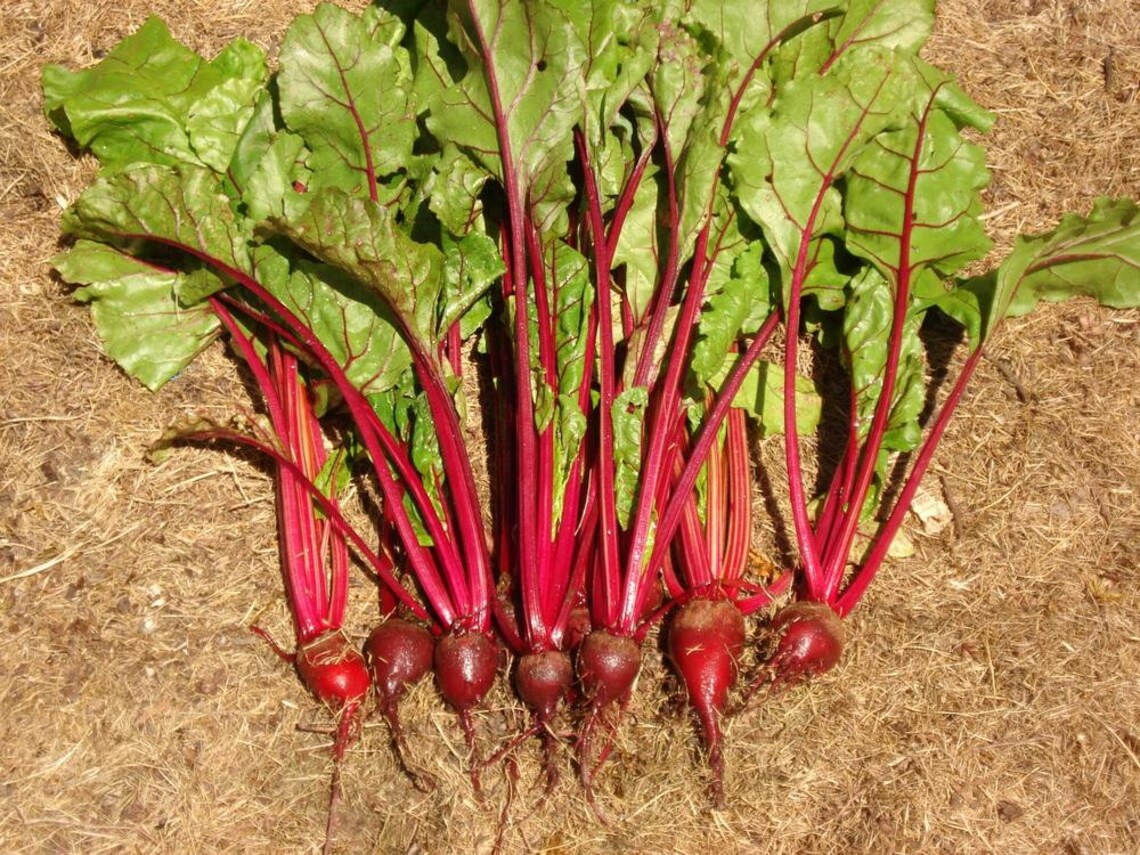 200 Crosby's Egyptian Beet Seeds Early Bunching Beet Etsy