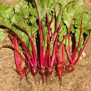 200 Crosby&#39;s Egyptian Beet Seeds - Early Bunching Beet!