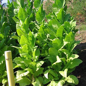 1000 African Red Tobacco Seeds Bright Leaf Nicotiana Tabacum High Nic image 6