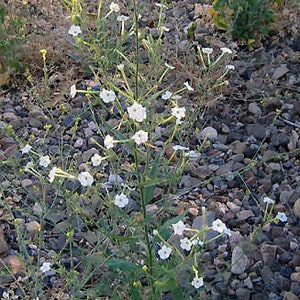 1000 Nicotiana acuminata var. multiflora Tobacco Seeds image 1