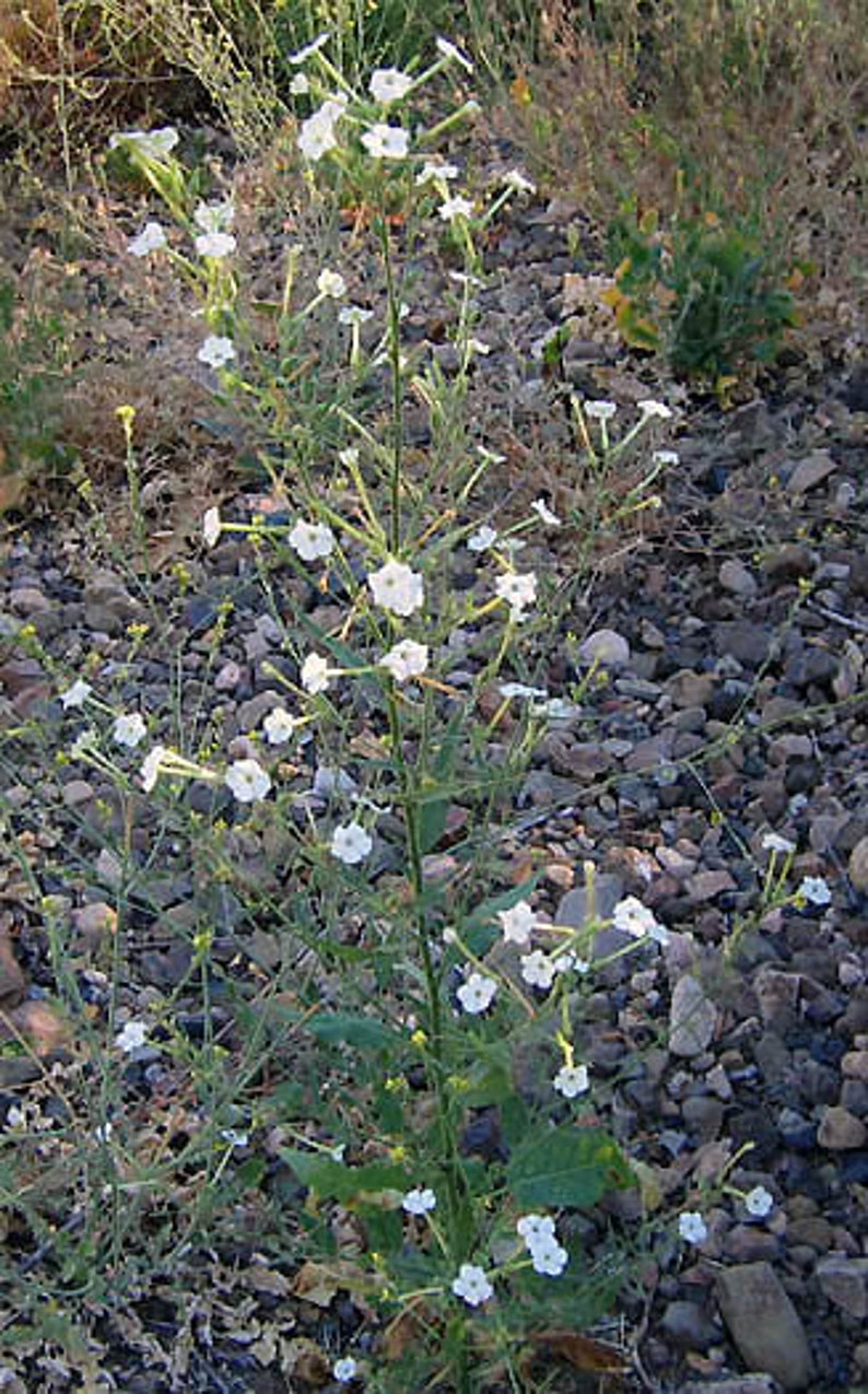 1000 Nicotiana acuminata var. multiflora Tobacco Seeds image 1