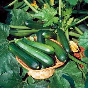 50 Black Beauty Zucchini Seeds - Non-GMO Heirloom Summer Squash - Bulk Seeds