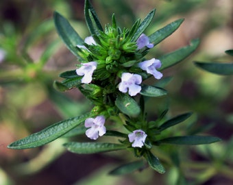 300 Summer Savory Herb Seeds - Satureja Hortensis Seeds