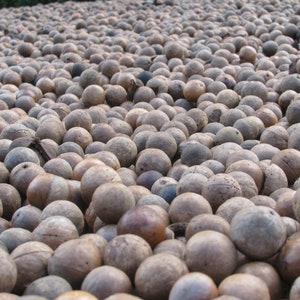5 Macadamia Nut Seeds - Macadamia integrifolia - Non-GMO Hardy Nut Tree