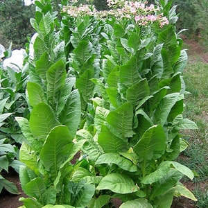 1000 African Red Tobacco Seeds Bright Leaf Nicotiana Tabacum High Nic image 1