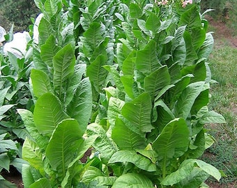 1000 African Red Tobacco Seeds ~ Bright Leaf Nicotiana Tabacum ~ High Nic! 