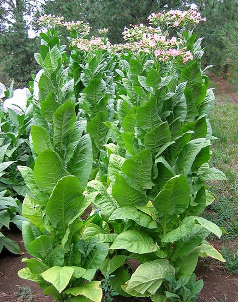 1000 African Red Tobacco Seeds Bright Leaf Nicotiana Tabacum High Nic image 1