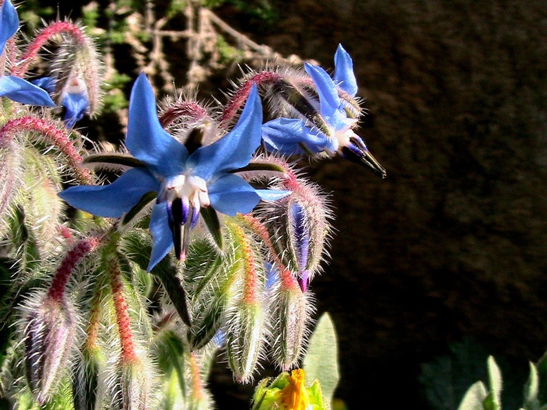 150 Borage Seeds - Borago Officinalis Seeds - Deer Resistant - Flowers ...