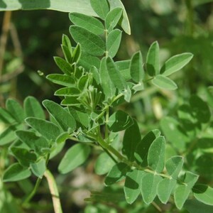 50 Astragalus membranaceus Seeds - Traditional Chinese Herb - Non-GMO