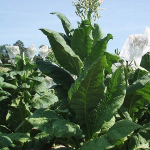 tobacco leaf wrapper Cigar Wrappers: A Crash Course in Leaf Types