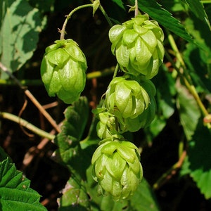 Hops Seeds - Humulus lupulus - Common Hops - Multiple Quantities