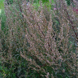 1000 Artemisia Vulgaris Seeds - Mugwort / Common Wormwood - Herb