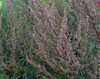 1000 Artemisia Vulgaris Seeds - Mugwort / Common Wormwood - Herb
