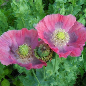 May include: Two pink poppy flowers with grey centres and green leaves in the background.