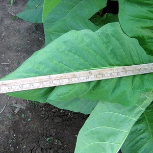 1000 Gold Leaf Orinoco Tobacco Seeds ~ Heirloom Nicotiana Tabacum ~ Early High Yield!
