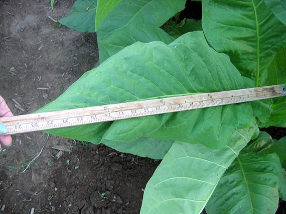 1000 Gold Leaf Orinoco Tobacco Seeds ~ Heirloom Nicotiana Tabacum ~ Early  High Yield!