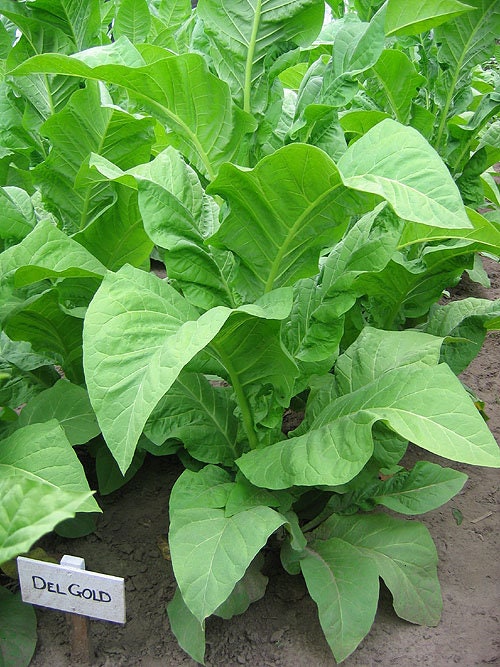 1000 Del Gold Tobacco Seeds ~ Heirloom ~ High Yield ~ Fast Growing!