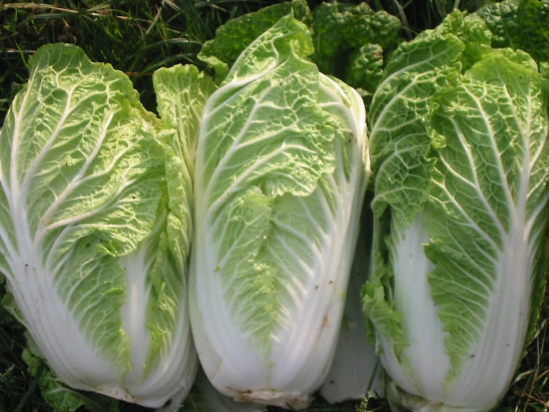 2,000 Chinese Michili Cabbage Non-GMO Heirloom Cabbage Seeds Open Pollinated image 1