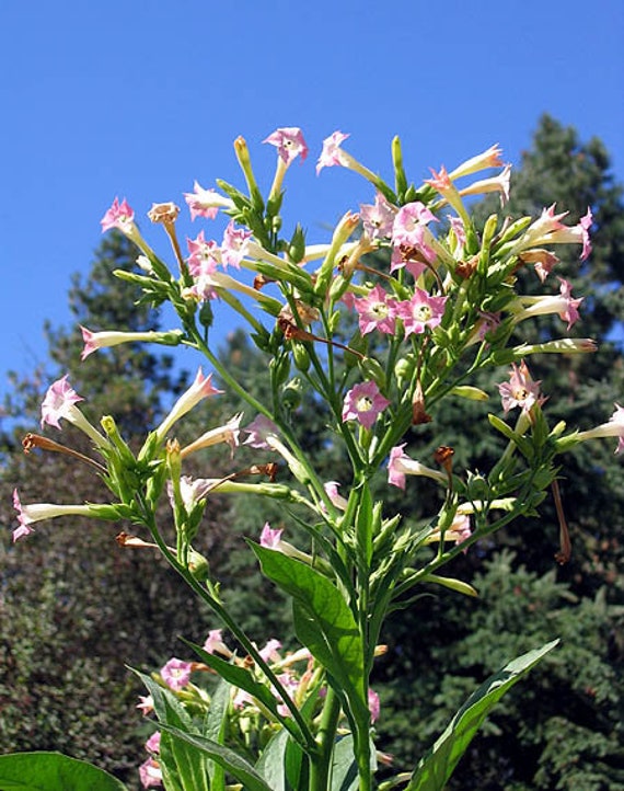 1000 Virginia Bright Leaf Nicotiana Seeds ~ Heirloom Nicotiana Tabacum ~  Fast Grow