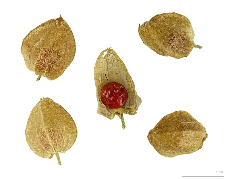 K&ouml;nnte beinhalten: F&uuml;nf getrocknete, papierartige, braune, schalenartige Fruchtkapseln, wobei eine Kapsel ge&ouml;ffnet ist und eine rote Beere im Inneren zeigt. Die Kapseln sind etwa 5 cm lang und 2,5 cm breit. Eine Skala mit dem Text "1 cm" ist enthalten.
