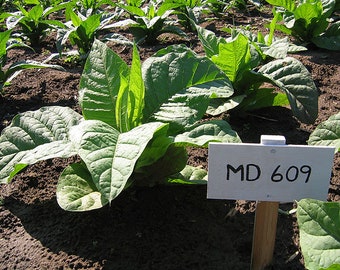 1000 graines de tabac MD 609 ~ Nicotiana Tabacum ~ ÉNORMES feuilles !