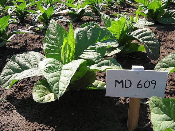 grow tobacco seeds 1000 MD 609 Tobacco Seeds ~ Nicotiana Tabacum ~ HUGE Leaves!