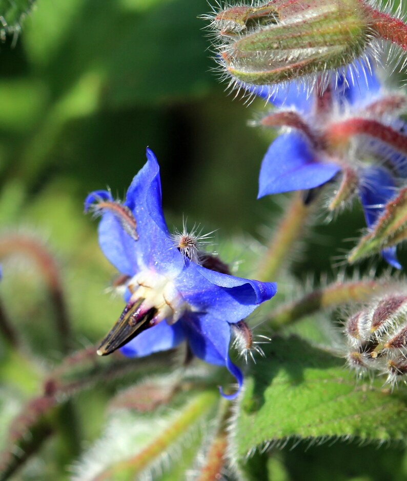 150 Borage Seeds - Borago Officinalis Seeds - Deer Resistant - Flowers ...