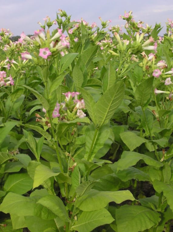 1000 Criollo 98 Tobacco Seeds ~ Nicotiana Tabacum ~ Great for Cigars