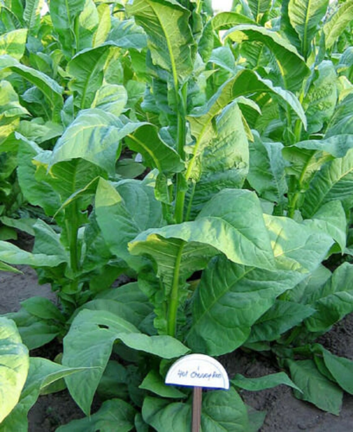 Pipe Blend Tobacco Seed Multipack 6000 seeds 3 Strains Etsy