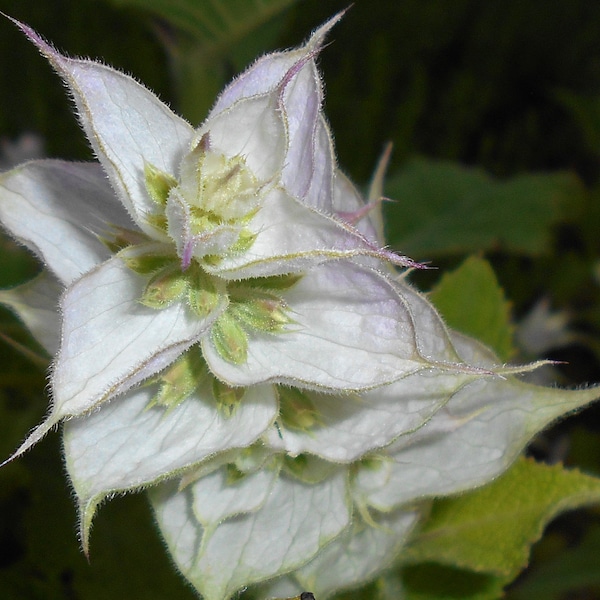 100 Clary Sage Seeds - Salvia sclarea - Non-GMO Herb