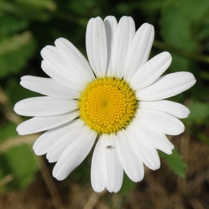 2000 German Chamomile Seeds - Matricaria recutita - Non-GMO Herb