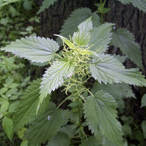 May include: A close-up of a stinging nettle plant with green leaves and small, light green flowers.
