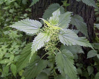 3000 Stinging Nettle Seeds - Urtica Dioica Seeds - Plant - Deer Resistant