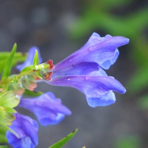 250 Scutellaria baicalensis Seeds - Baikal Scullcap Seeds