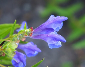 250 Scutellaria baicalensis Seeds - Baikal Scullcap Seeds