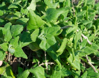 750 New Zealand Spinach Seeds - Non-GMO - Heirloom Spinach