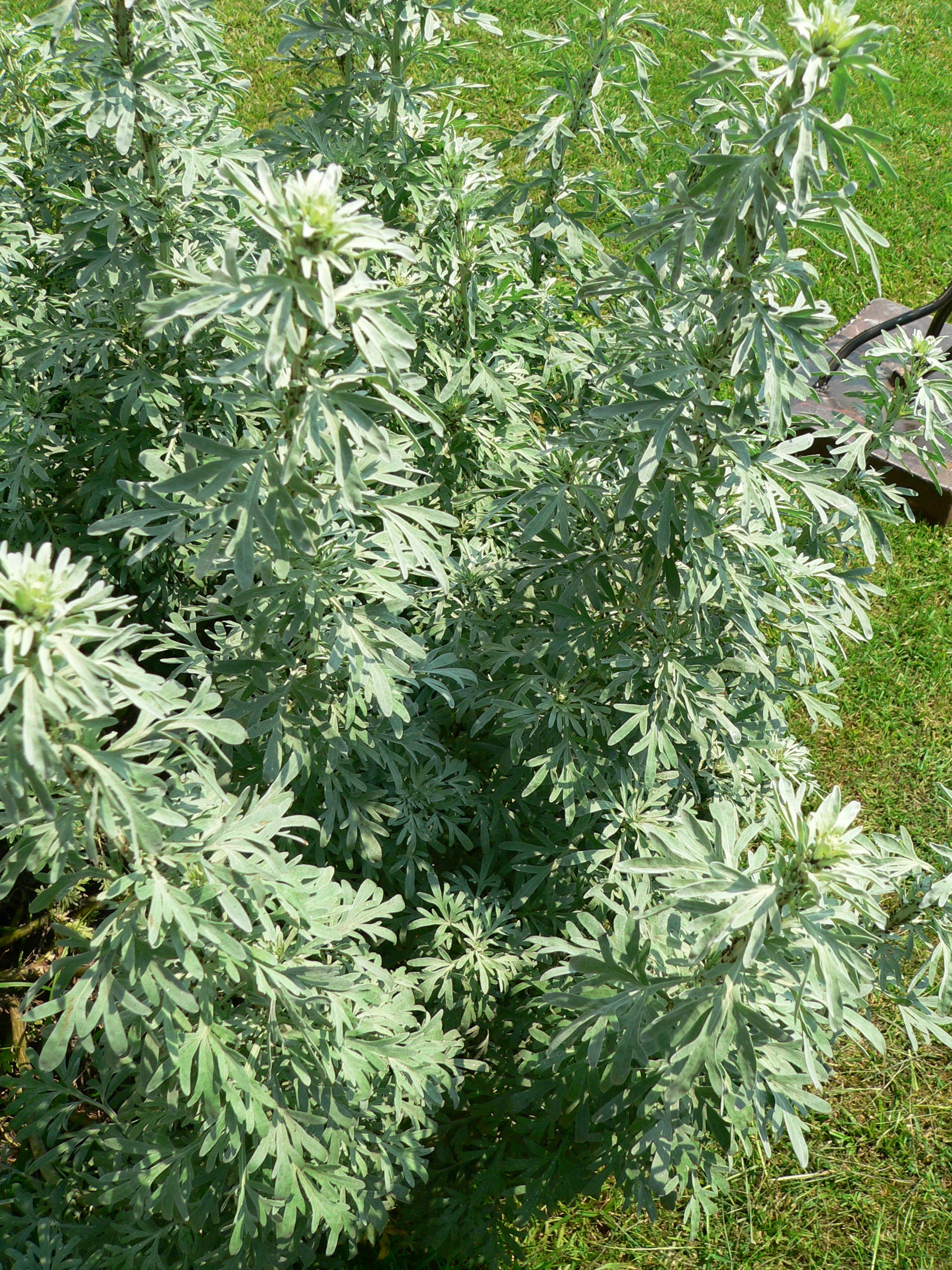 500 Artemisia Absinthium Seeds Absinthe Wormwood Herb Etsy Canada