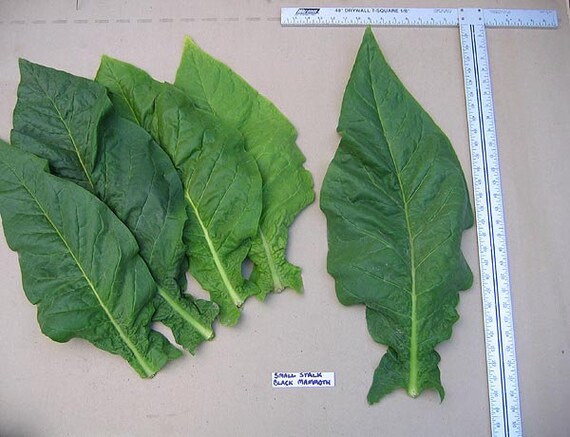 pesticide free tobacco How To Make Natural Pesticides From Tobacco Leaves