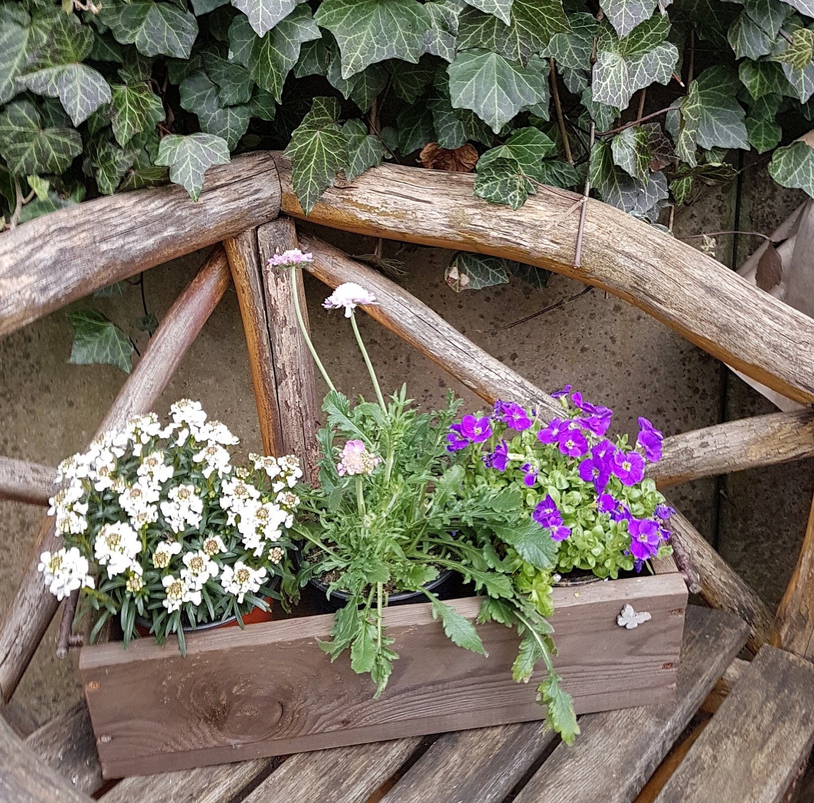wie viele blumen in 80 cm blumenkasten Balconera balkonkasten mit Bewsserungssystem 80 cm  Balconyliving.de
