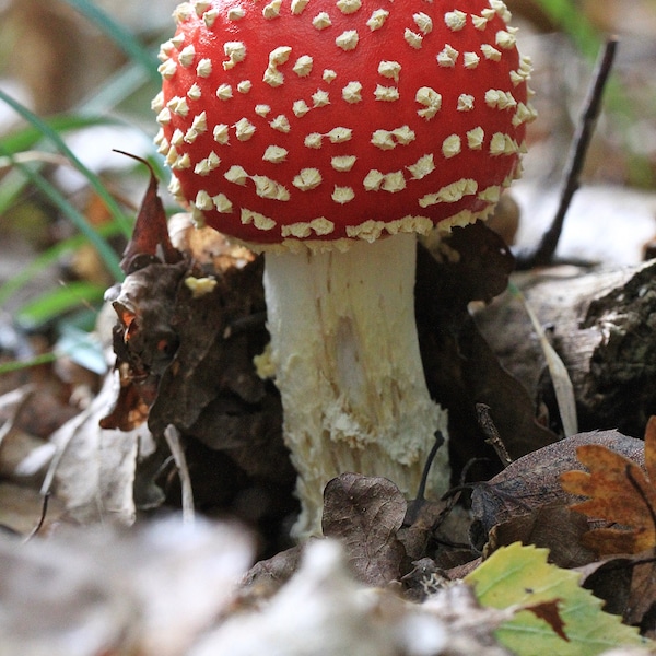 Fly Agaric