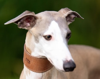 Whippet collars