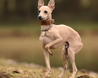 Chic Leather Collar for Italian Greyhounds and Whippets - Customizable for Your Stylish Sighthound