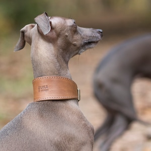 Chic Leather Collar for Stylish Italian Greyhounds - Customizable Neckwear for Posh Pups