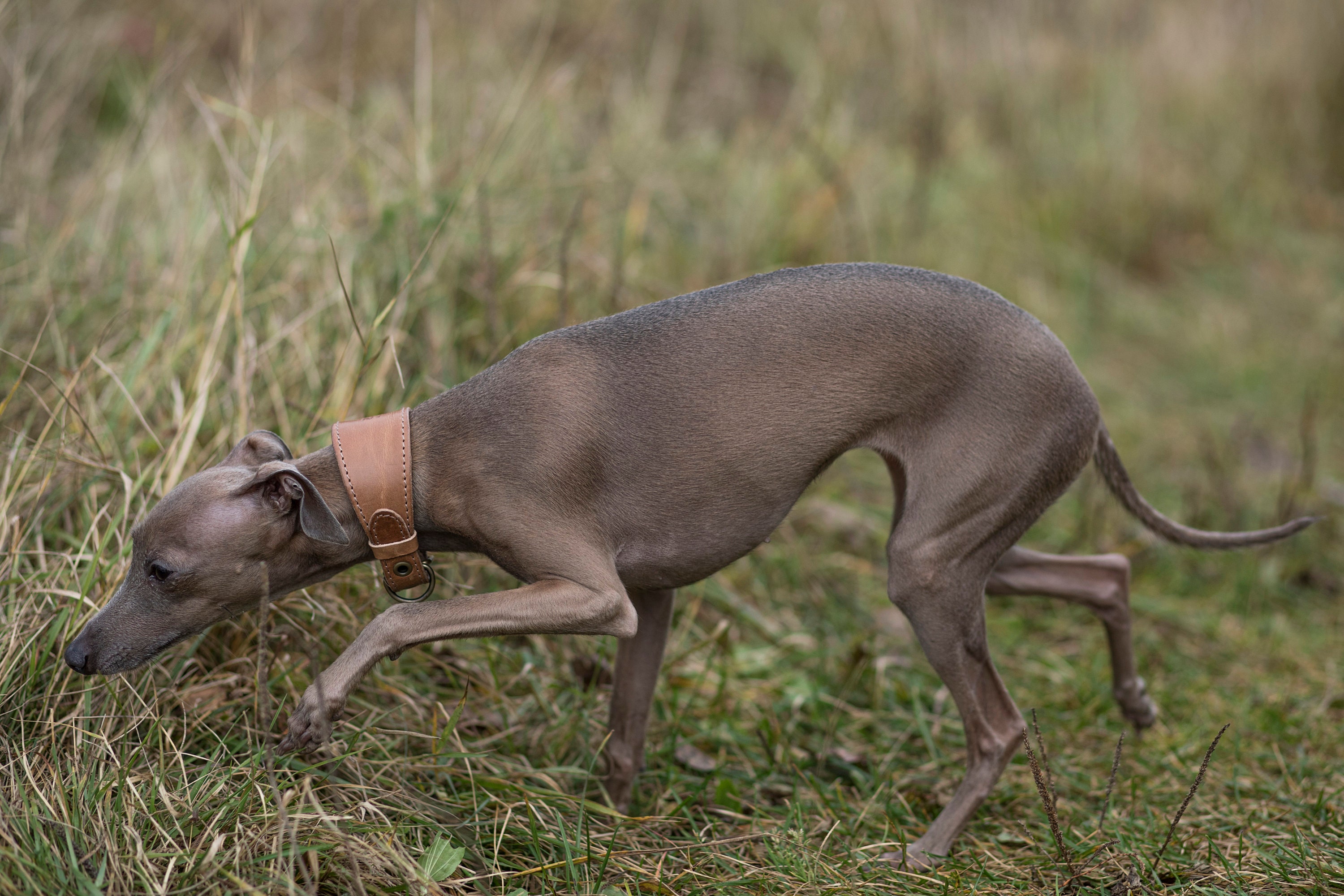 Personalised greyhound cheap collar