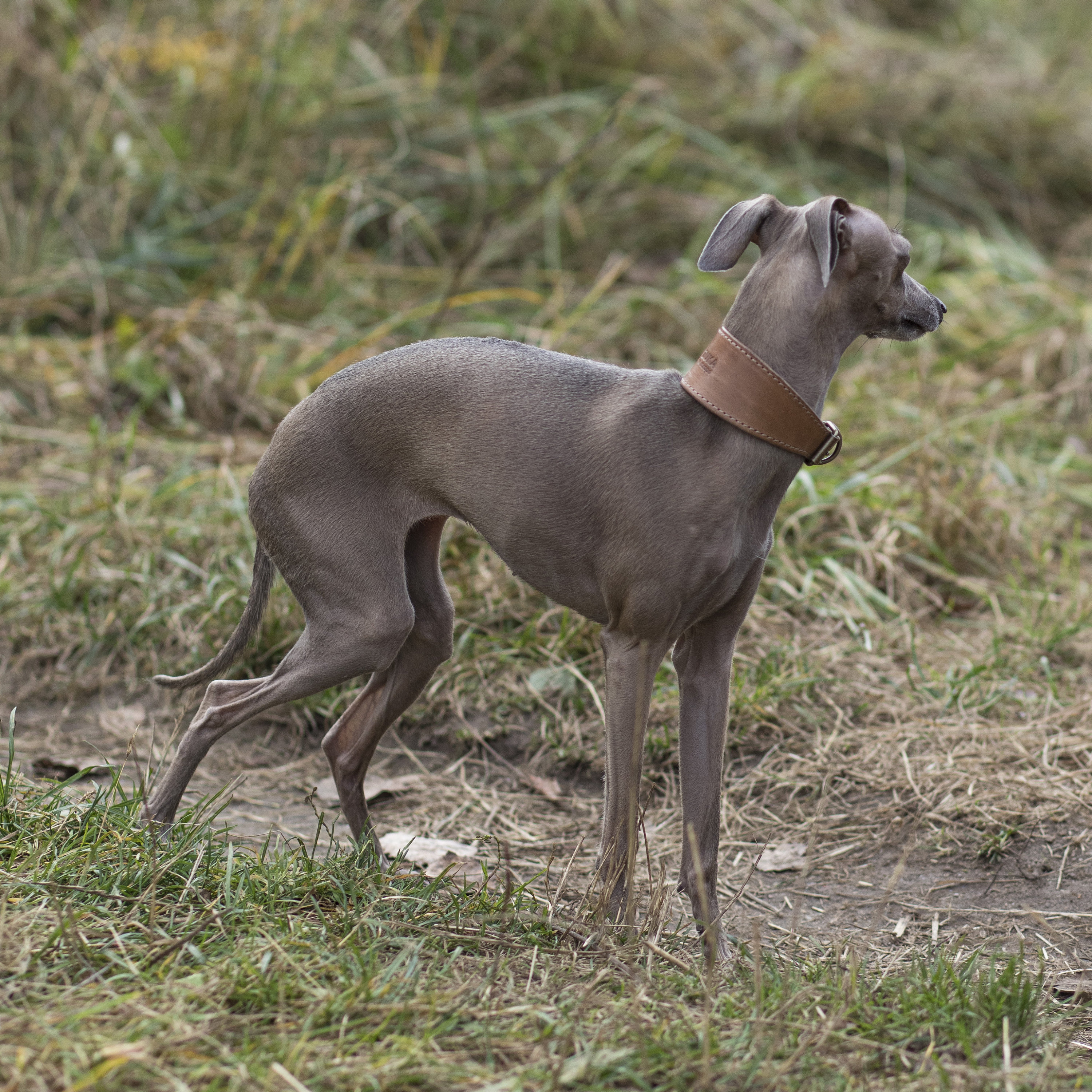 Personalised greyhound cheap collar